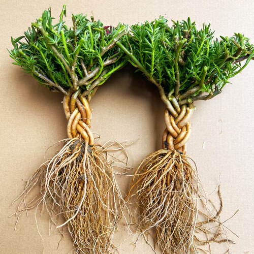 (太阳花辫子桩）太阳花重瓣粗杆造型多色多年生宿根盆栽花卉室外