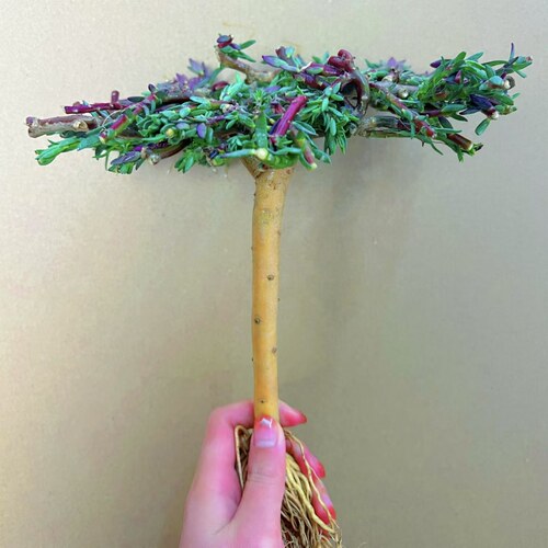 老桩太阳花重瓣粗杆牡丹玫红王枝条带花苞宿根盆栽绿植花卉室内外