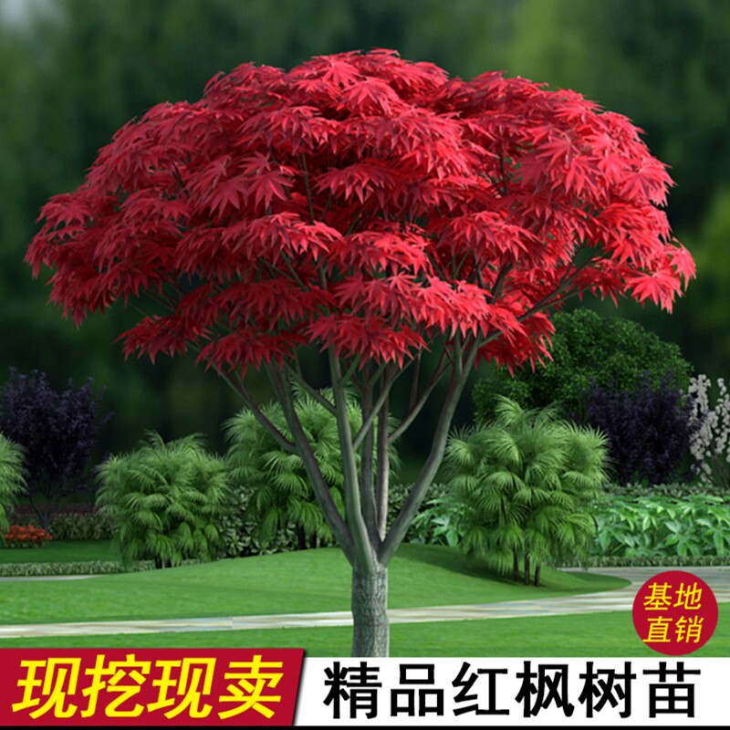 春天叶子漂亮好看净化空气