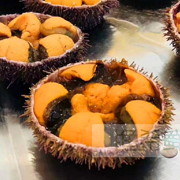 鲜活小马粪海胆 活海胆大连海胆开壳即食海胆肉刺身寿司海鲜水产
