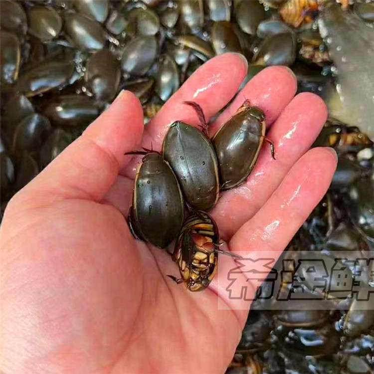 半斤装 鲜活金边龙虱250g 活体水蟑螂水甲虫活水龟子美极椒盐油炸