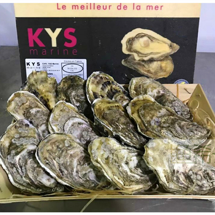 法国天宝生蚝12只 配小木箱 家庭装空运进口蚝西餐厅刺身开壳生食