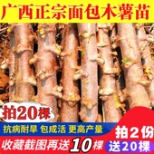 广西木薯苗黄心黄肉新鲜华南9号食用甜木薯种子易活高产木薯茎苗