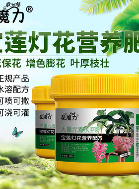宝莲灯肥料美丁花粉苞酸杆脚Medinilla magnifica珍珠宝莲营养花