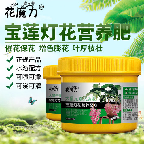 宝莲灯肥料美丁花粉苞酸杆脚Medinilla magnifica珍珠宝莲营养花