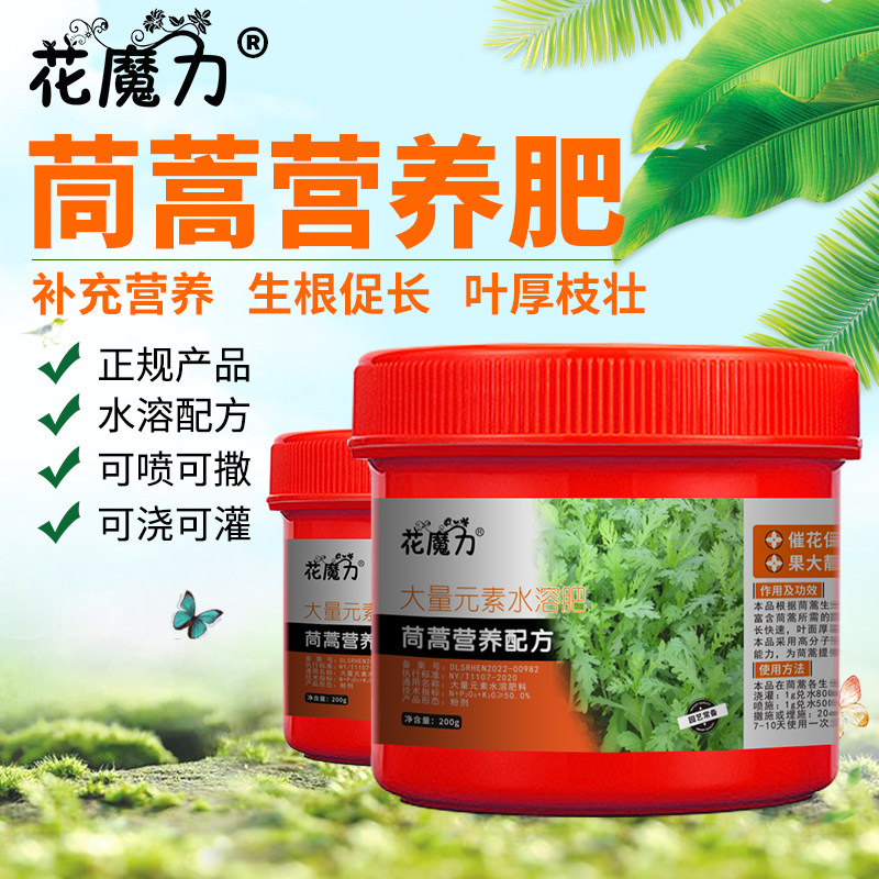 茼蒿肥料同蒿蓬蒿菜菊花菜塘蒿子杆蒿子菜义菜蓬花菜桐花菜菜园肥