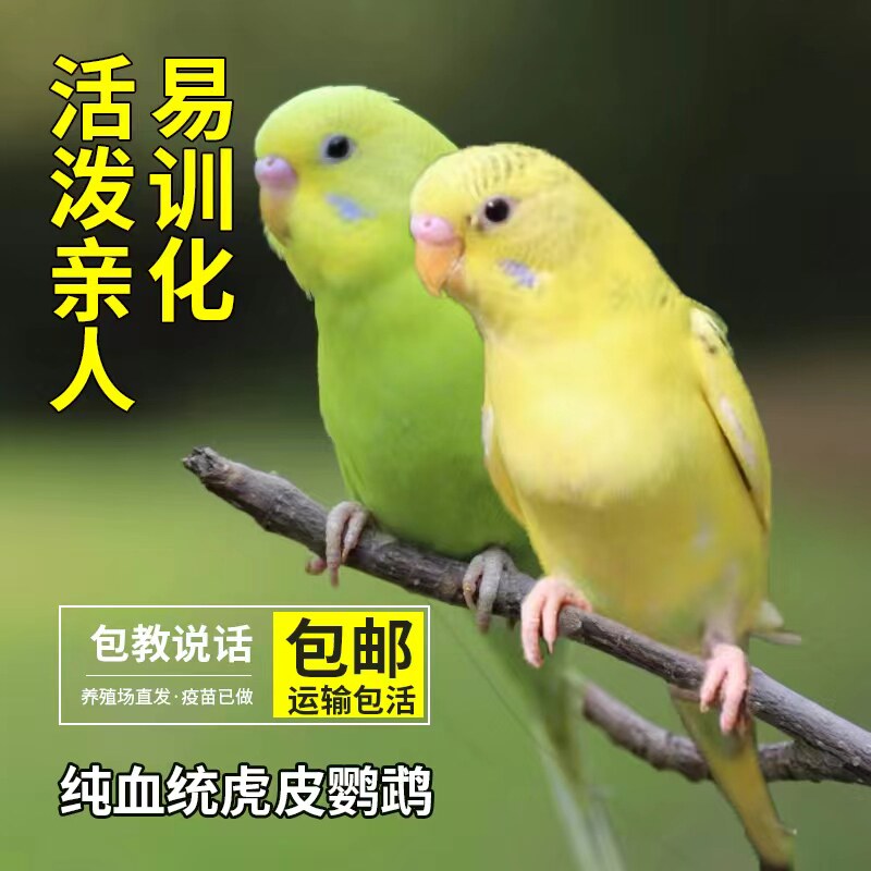 手养虎皮鹦鹉鸟云斑活体家养中小型会说话鹦鹉宠物鸟云斑鹦鹉活鸟