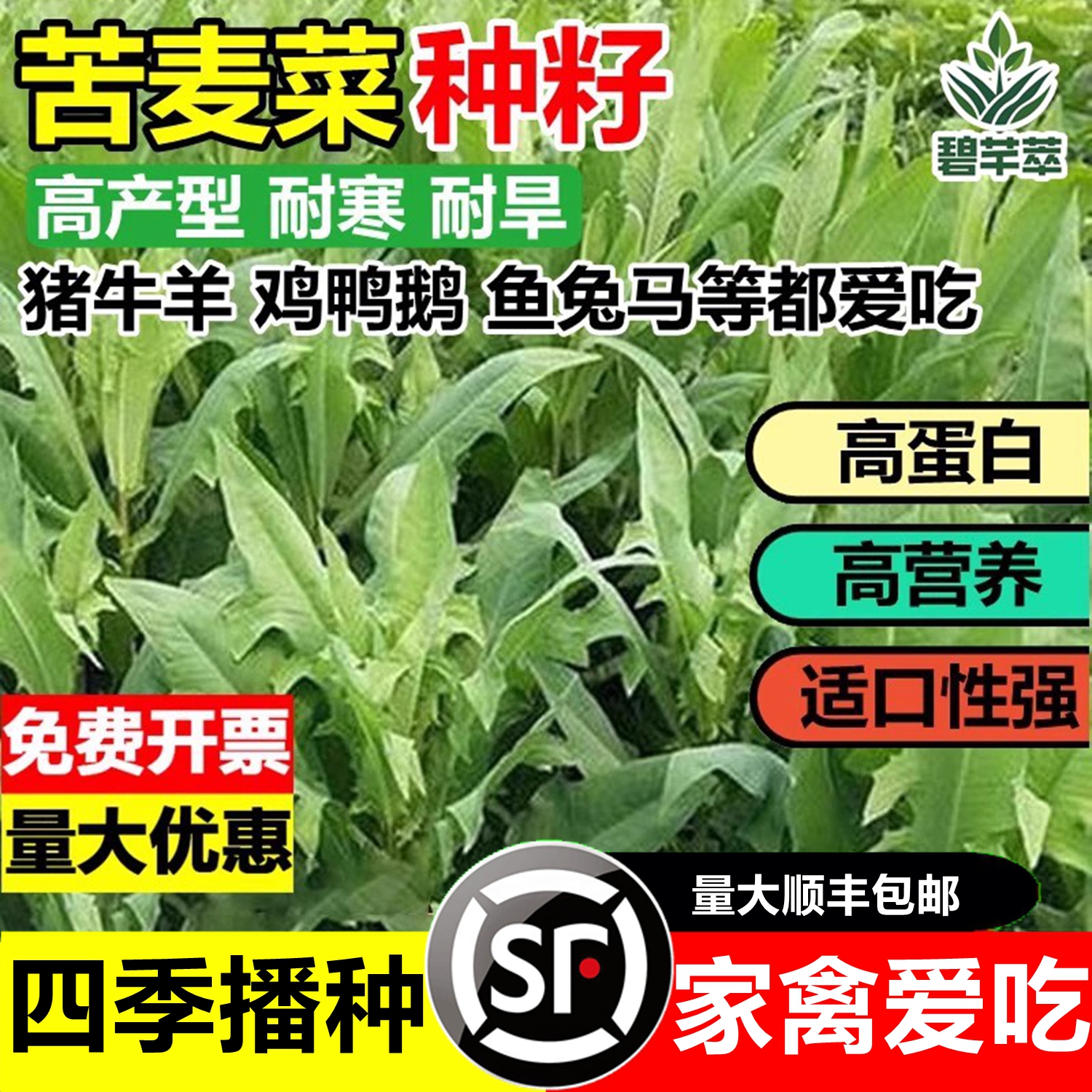 苦麦菜种籽多年生四季牧草种子籽