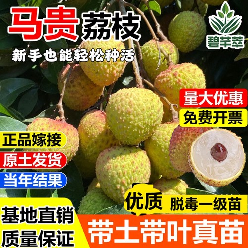 马贵荔枝树苗无核桂味冰荔嫁接苗