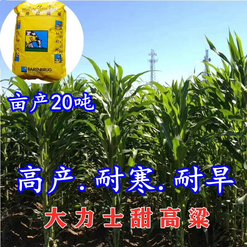 四季牧草大力士甜高粱草籽子种籽养殖家禽猪牛羊鱼草耐旱高产畜牧