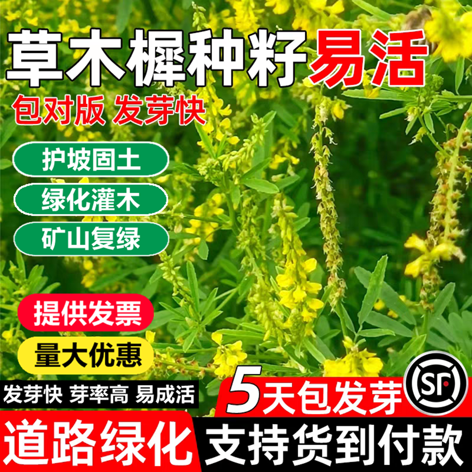 草木樨种子牧草多年生蜜源耐盐碱