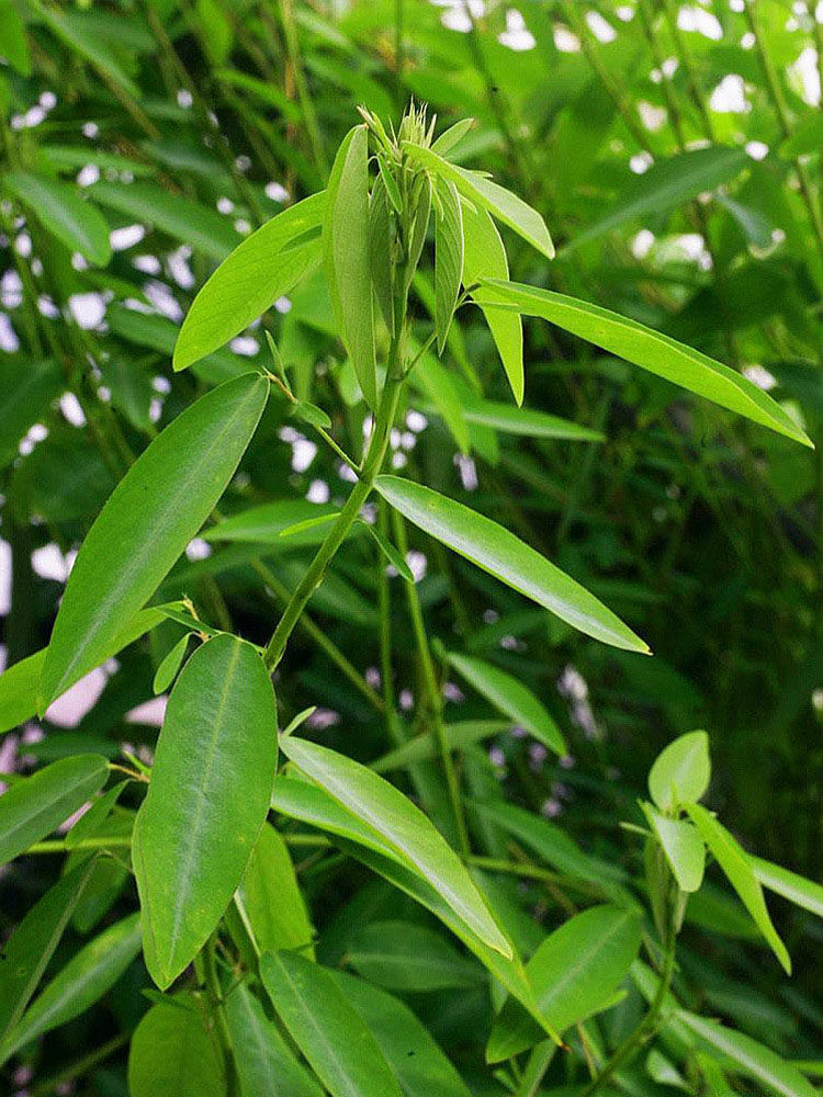 跳舞草情人草听音乐会跳舞神奇趣味植物花卉四季种植阳台盆栽种子