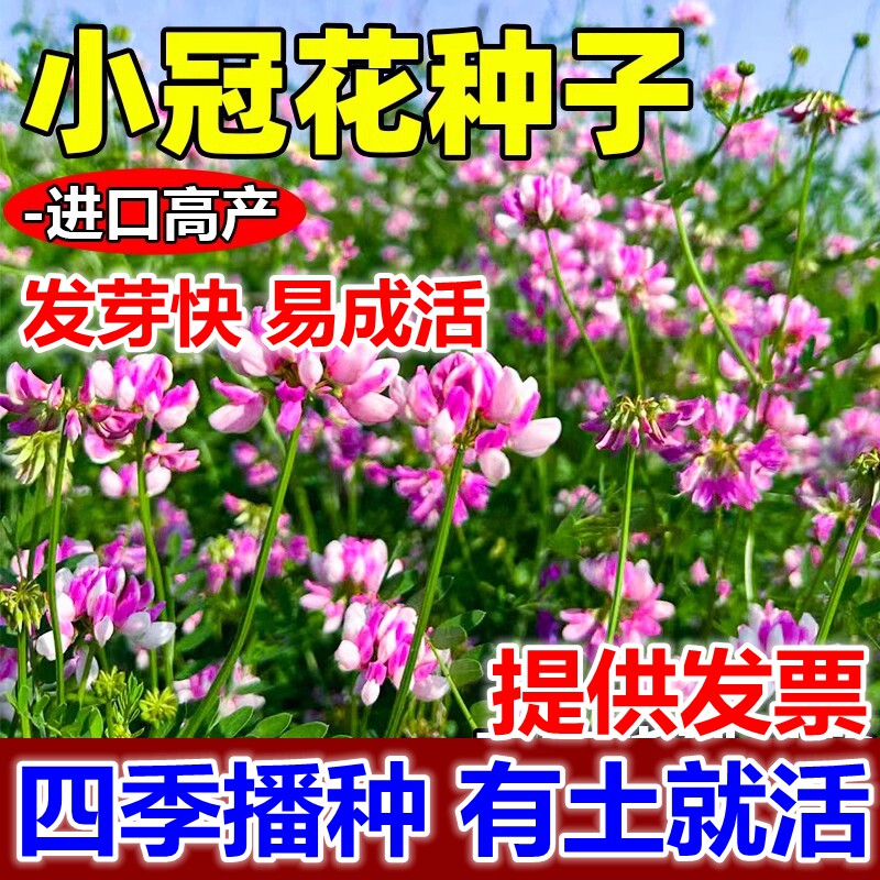 小冠花种子多变护坡固土地被观赏花籽工程绿化庭院四季常青草种籽