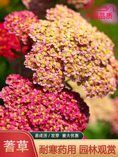 蓍草种子混色多年生锯草花种子四季易种耐寒花卉秋播植物花草种籽