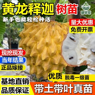 黄龙释迦果嫁接树苗台湾凤梨牛奶释迦番荔枝树苗南北方种当年结果