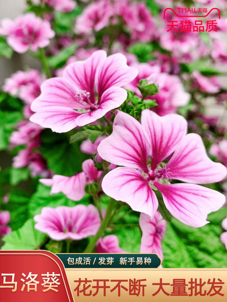 马洛葵种子种籽花海专用花草籽盆栽庭院都可种植四季可播花卉种子