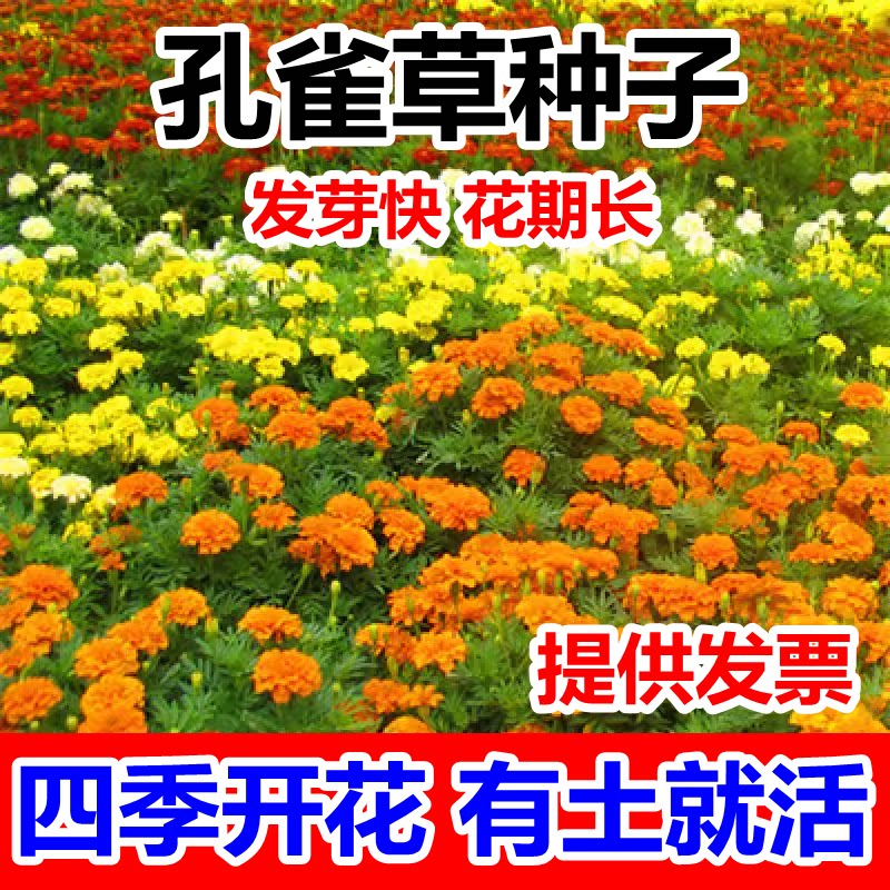 混色孔雀草花种子景观绿化工程花籽四季播种耐寒草花种子观花种子