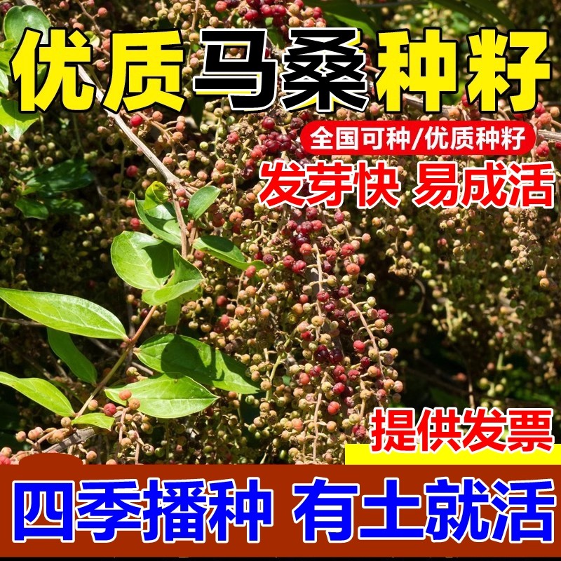 马桑种子护坡灌木豆多花木兰荆柠条山毛豆火棘绿化固土速生草种籽