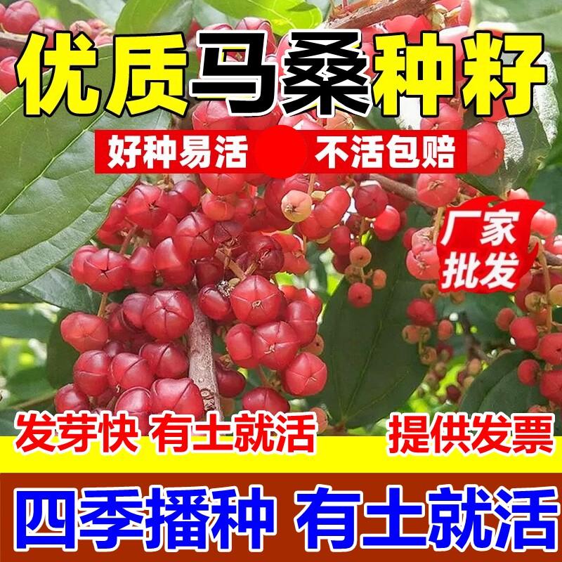 马桑种子灌木草籽护坡固土山边坡紫穗槐刺槐绿化矿山绿化复绿草籽
