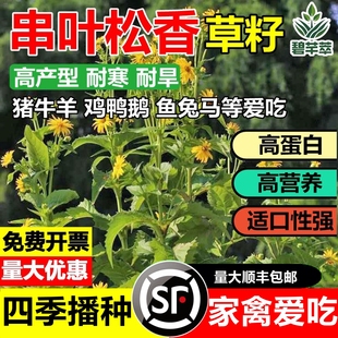 进口串叶松香草籽多年生牧草种子籽猪牛羊鹅畜禽牧草籽香槟菊花草