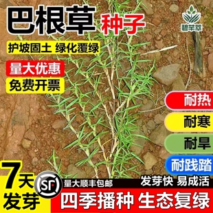 巴根草牛筋草种子狗牙根护坡绿化专家防水土流失种子护坡固土草籽