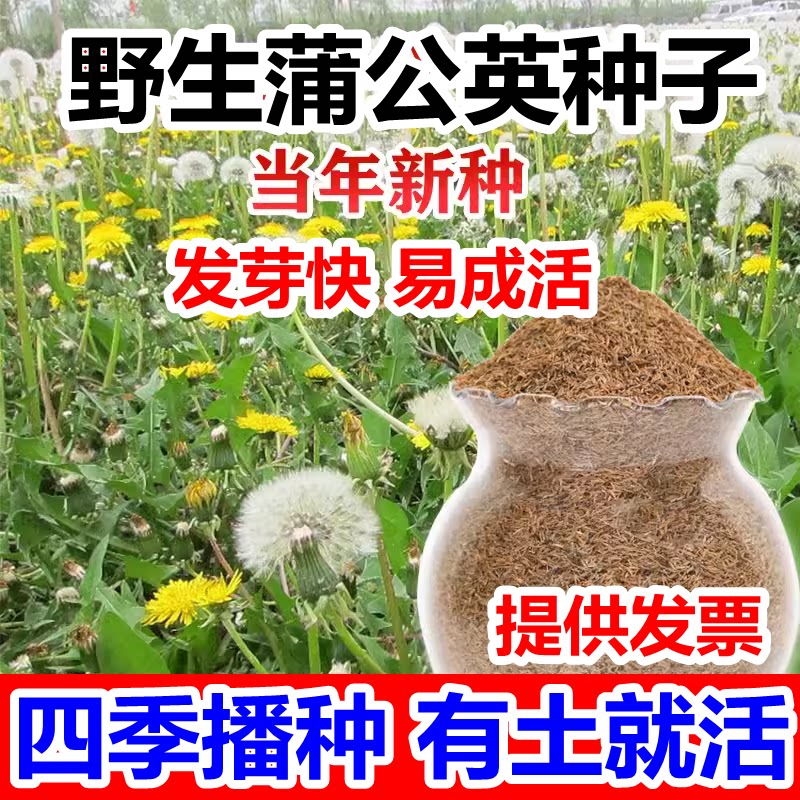 野生蒲公英种子食用药材婆婆丁根茶荠菜马齿苋阳台盆栽野菜种籽孑