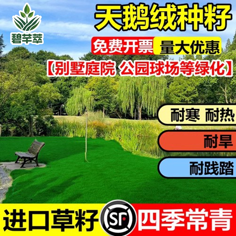 天鹅绒草坪籽四季青种子庭院绿化