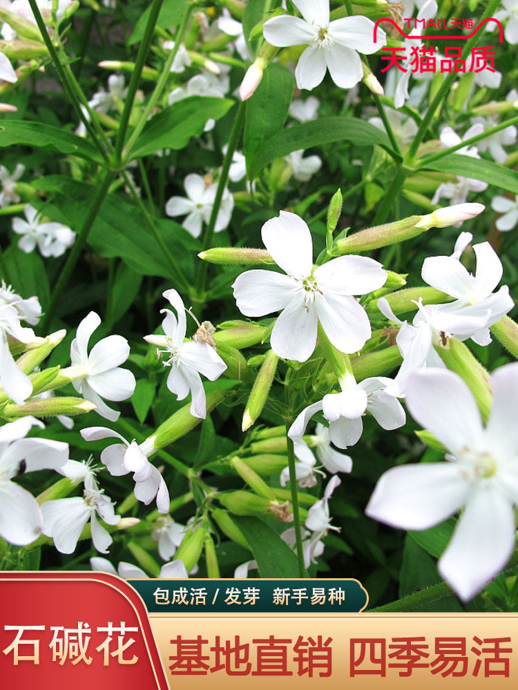 肥皂草种子石碱花种子多年生花卉种籽四季易活景观花海耐寒花种子