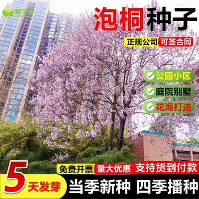 泡桐种子白花泡桐大果泡桐桐木水桐木树紫花树毛护坡固土工程绿化