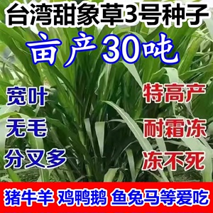 高产大叶无毛甜象草3号种子牧草种四季常青冻不死畜牧猪牛羊草籽