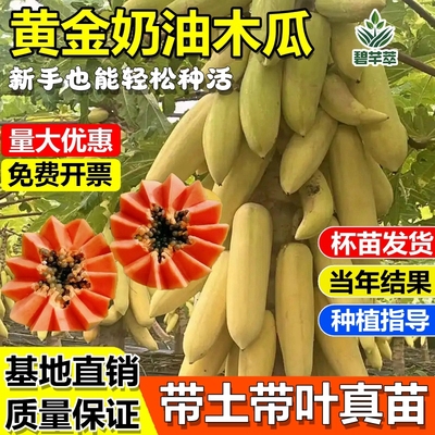 黄金奶油木瓜果树苗冰糖心水果苗