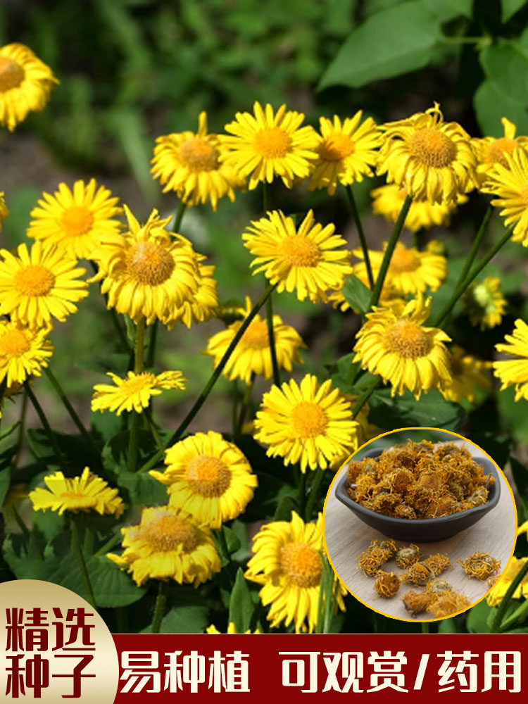旋覆花种子草籽别名金佛花种子四季开花金佛草籽六月菊旋复花