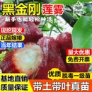黑金刚莲雾果树苗大叶红台湾莲雾嫁接苗南方北方盆栽地栽当年结果