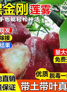 黑金刚莲雾果树苗大叶红台湾莲雾嫁接苗南方北方盆栽地栽当年结果
