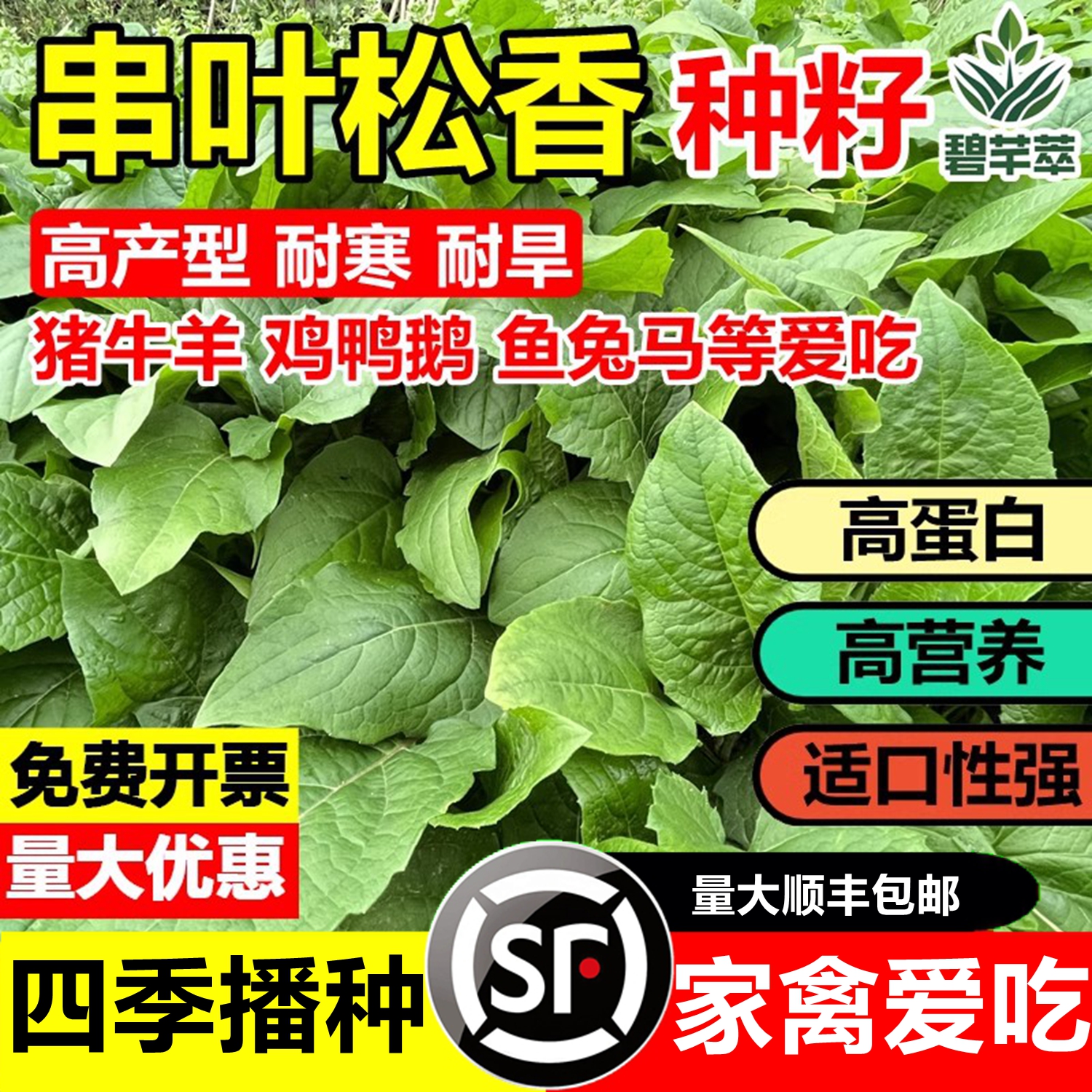 进口串叶松香草籽多年生牧草种子
