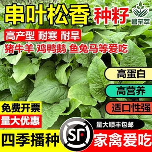 进口串叶松香草籽多年生牧草种子畜牧养殖猪牛羊鹅畜禽香槟菊花草