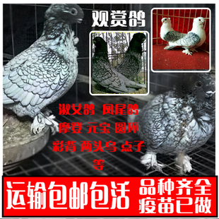 观赏鸽子活体一对凤尾摩登淑女鸽两头乌天使拉合尔彩背芙蓉鸽包邮