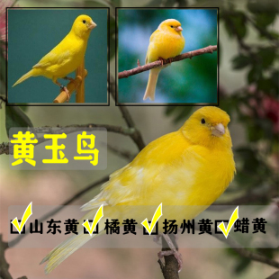 黄玉鸟芙蓉鸟活金丝雀名擦鸣唱鸟观赏鸟山东黄橘黄蜡黄活物鸟包邮
