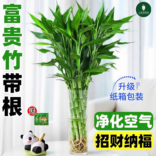 带根富贵竹水培植物客厅招财旺宅花卉绿植盆栽水竹子观音竹文昌竹