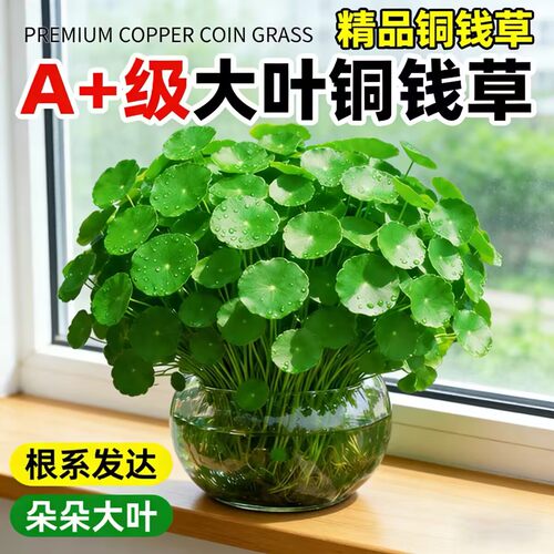 大叶铜钱草盆栽水培植物