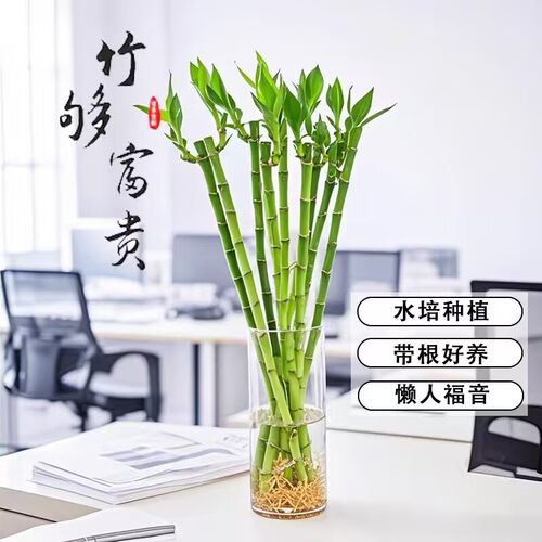 开运竹富贵竹水培植物带根文昌竹室内桌面好养绿植盆栽迷你富贵竹
