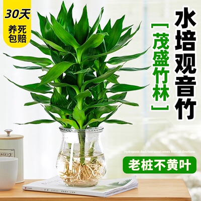 观音竹水培植物带根好养活室内花