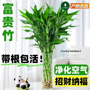 带根富贵竹水培植物客厅新年装饰花卉绿植盆栽水竹子观音竹文昌竹