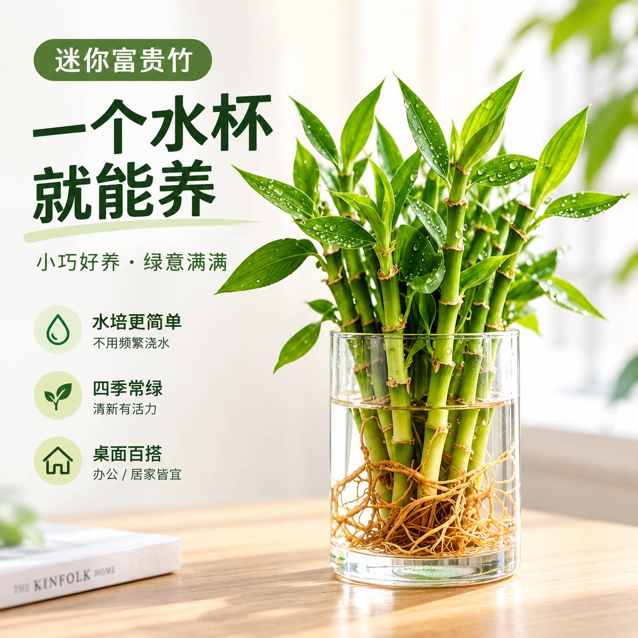迷你富贵竹室内小型水培植物小绿植办公桌面花卉盆栽文昌竹好养活