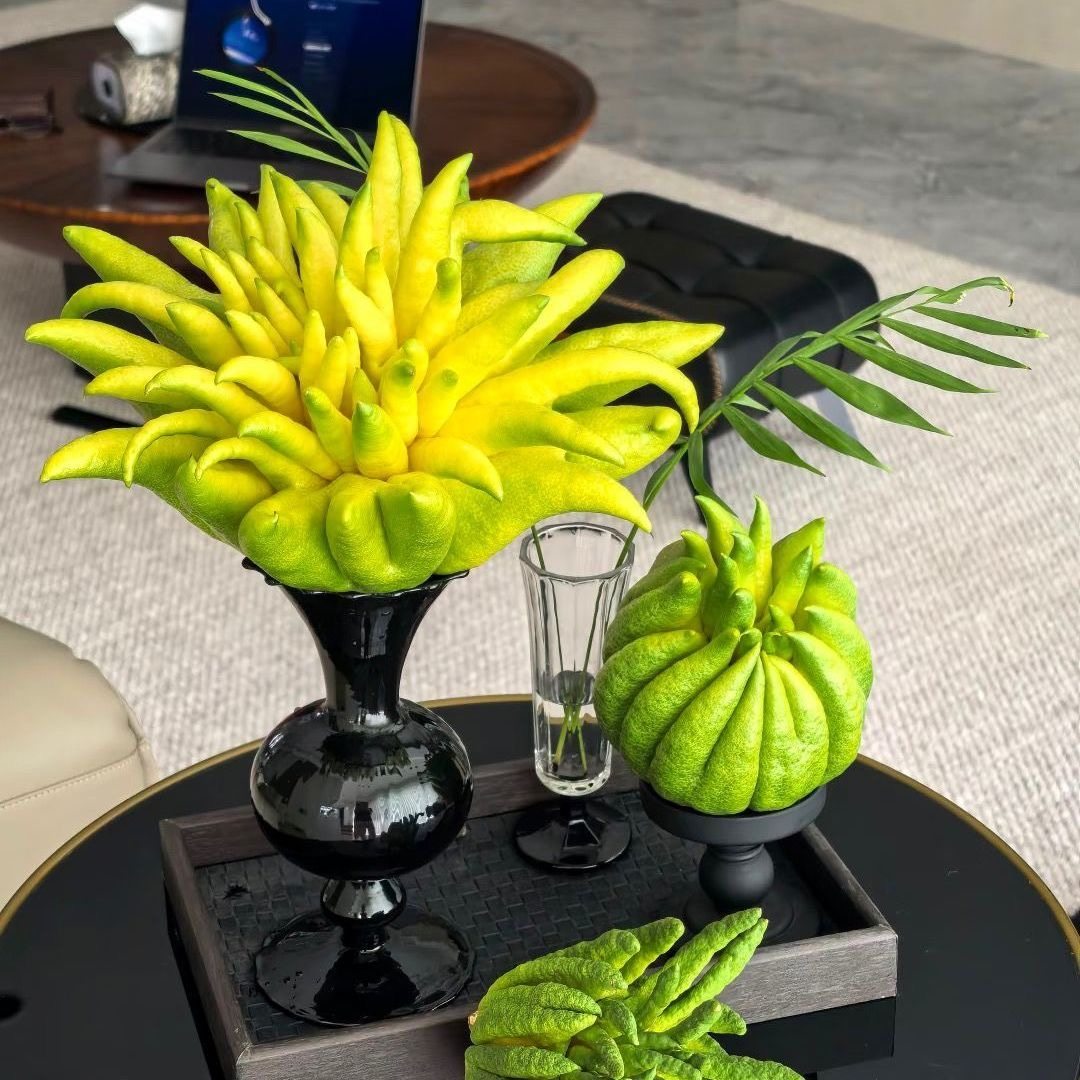 佛手柑鲜果云南特大果天然空气香薰清供礼佛供桌案头闻香观赏,鲜花速递/花卉仿真/绿植园艺,绿植,淘宝优惠券,粉丝福利购,淘宝优惠卷