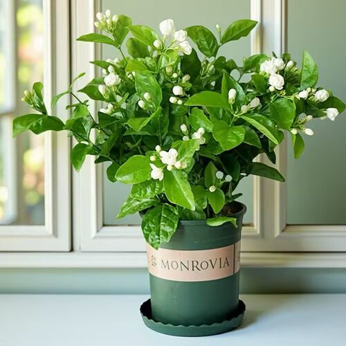 茉莉花盆栽室内桌面阳台花卉植物好养绿植物四季开花横县基地直发