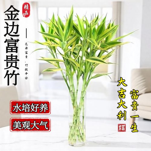 金边富贵竹水培植物盆栽绿植好养