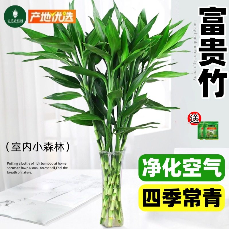 富贵竹水培植物客厅招财新年装饰花卉绿植盆栽招财竹文昌竹转运竹