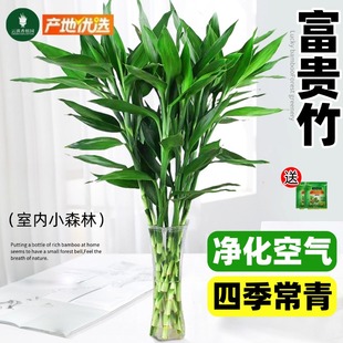 富贵竹水培植物客厅招财新年装饰花卉绿植盆栽招财竹文昌竹转运竹