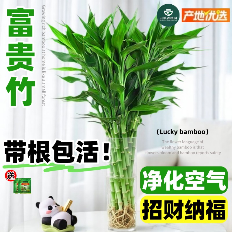 带根富贵竹水培植物客厅办公室内花卉绿植盆栽水竹子观音竹文昌竹